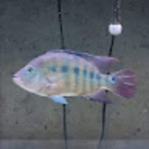 Meet your Posher, Shane